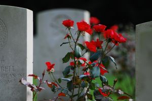 1102775_cemetery_roses.jpg