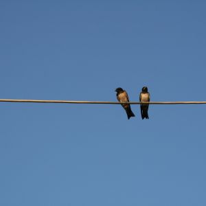 831455_swallows_.jpg